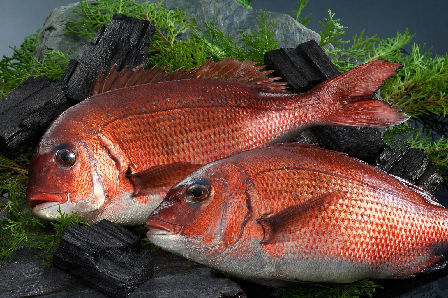 南伊勢で育てられたお炭付き鯛